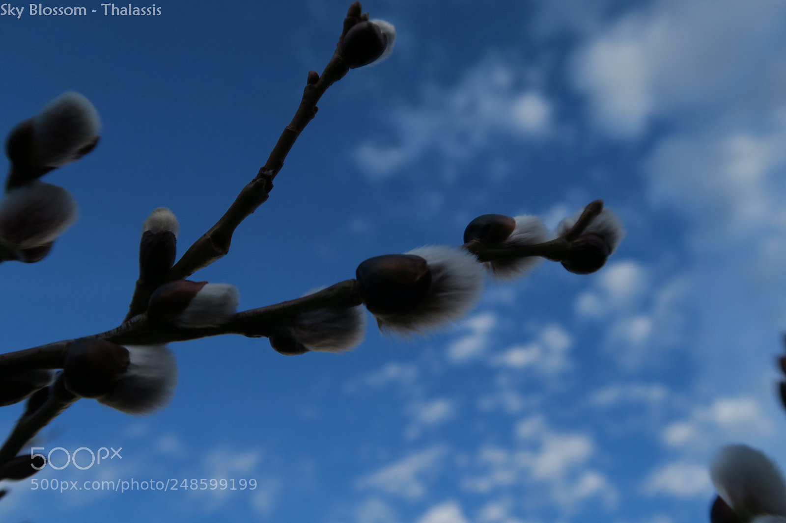 Canon PowerShot G7 X sample photo. Sky blossom photography