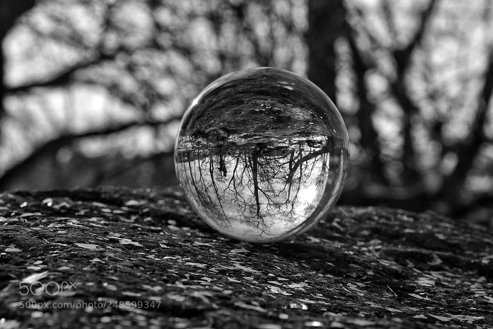 Nikon D500 sample photo. The nature is upsidedown! photography