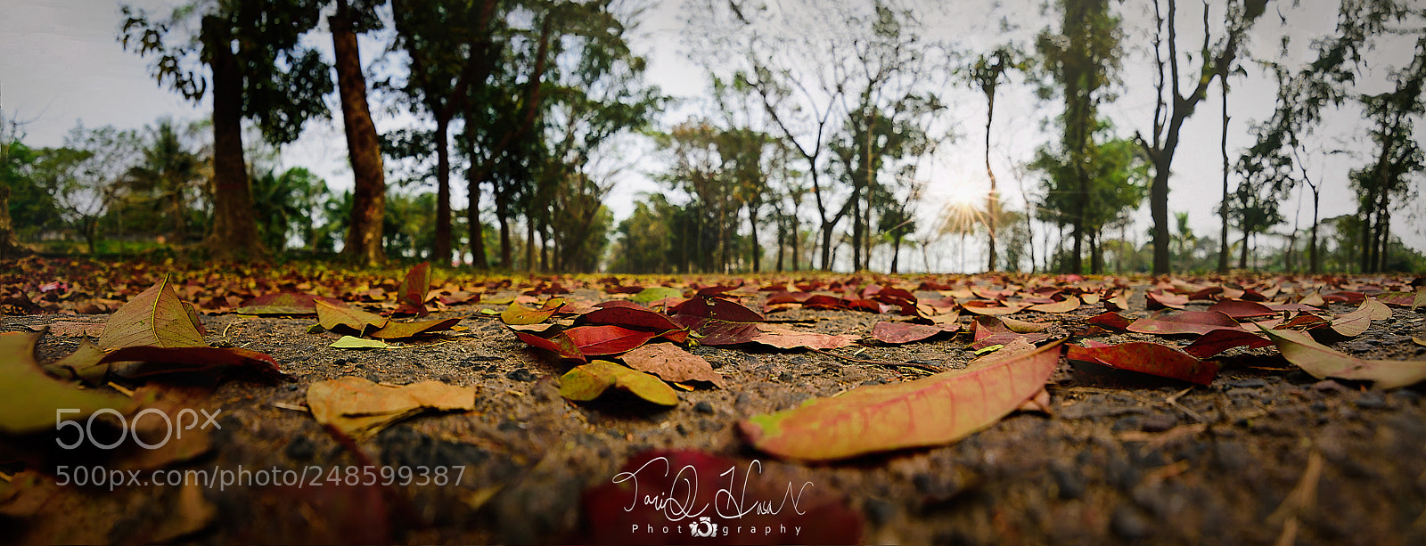 Nikon D7200 sample photo. Fallen leaves... photography