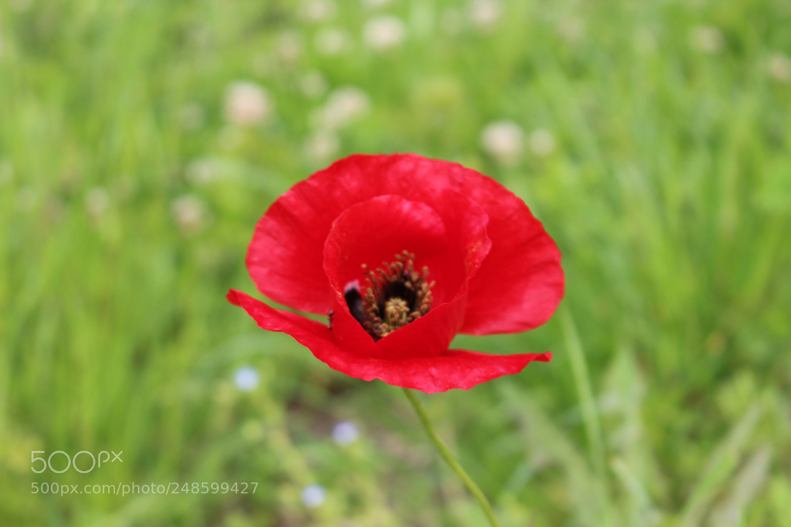 Canon EOS 100D (EOS Rebel SL1 / EOS Kiss X7) sample photo. Red flower photography