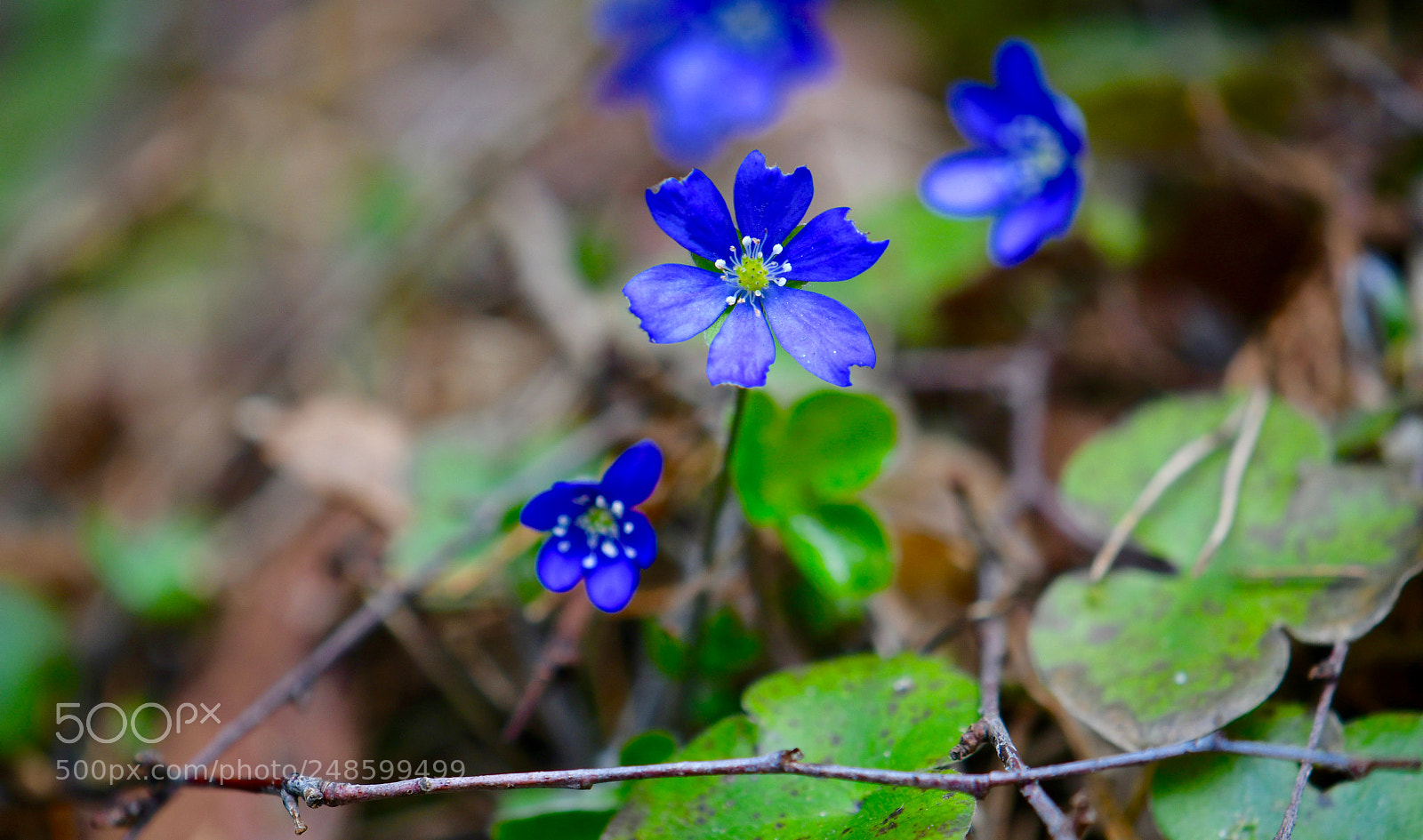 Nikon D500 sample photo. Untitled photography