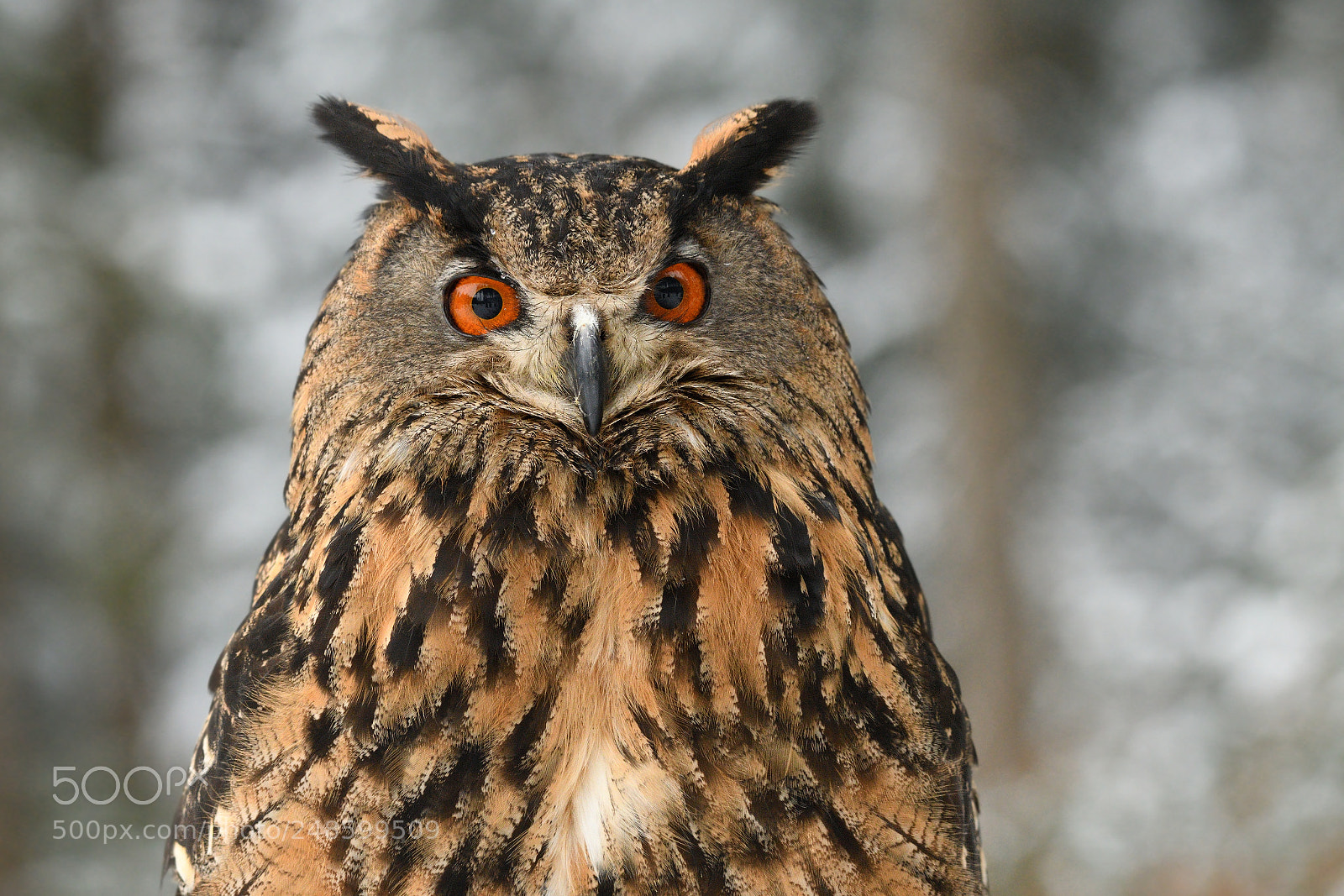 Nikon AF-S Nikkor 200-500mm F5.6E ED VR sample photo. Owl (bubo bubo) photography