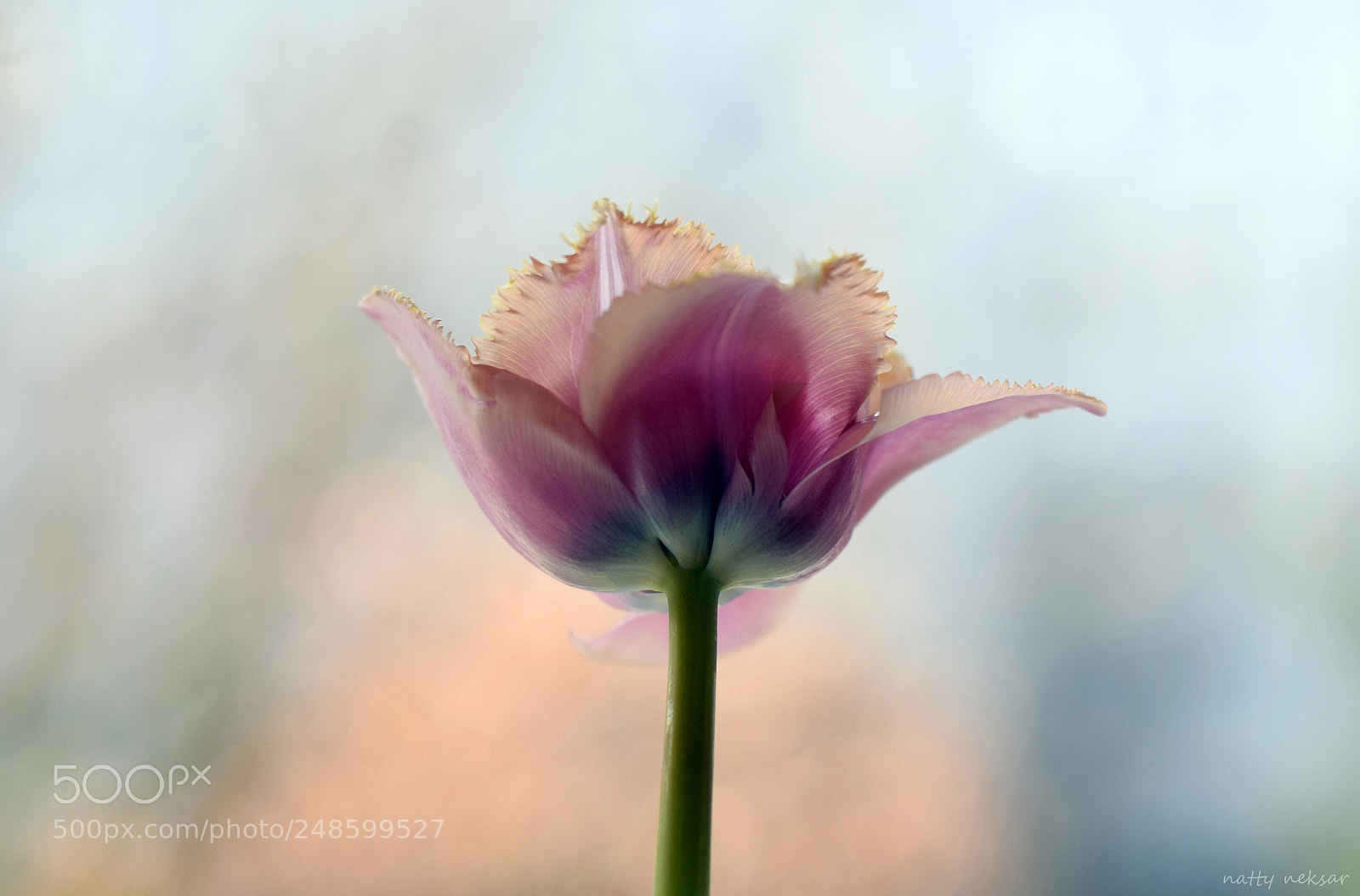 Nikon D5300 sample photo. Tulip...#42 photography