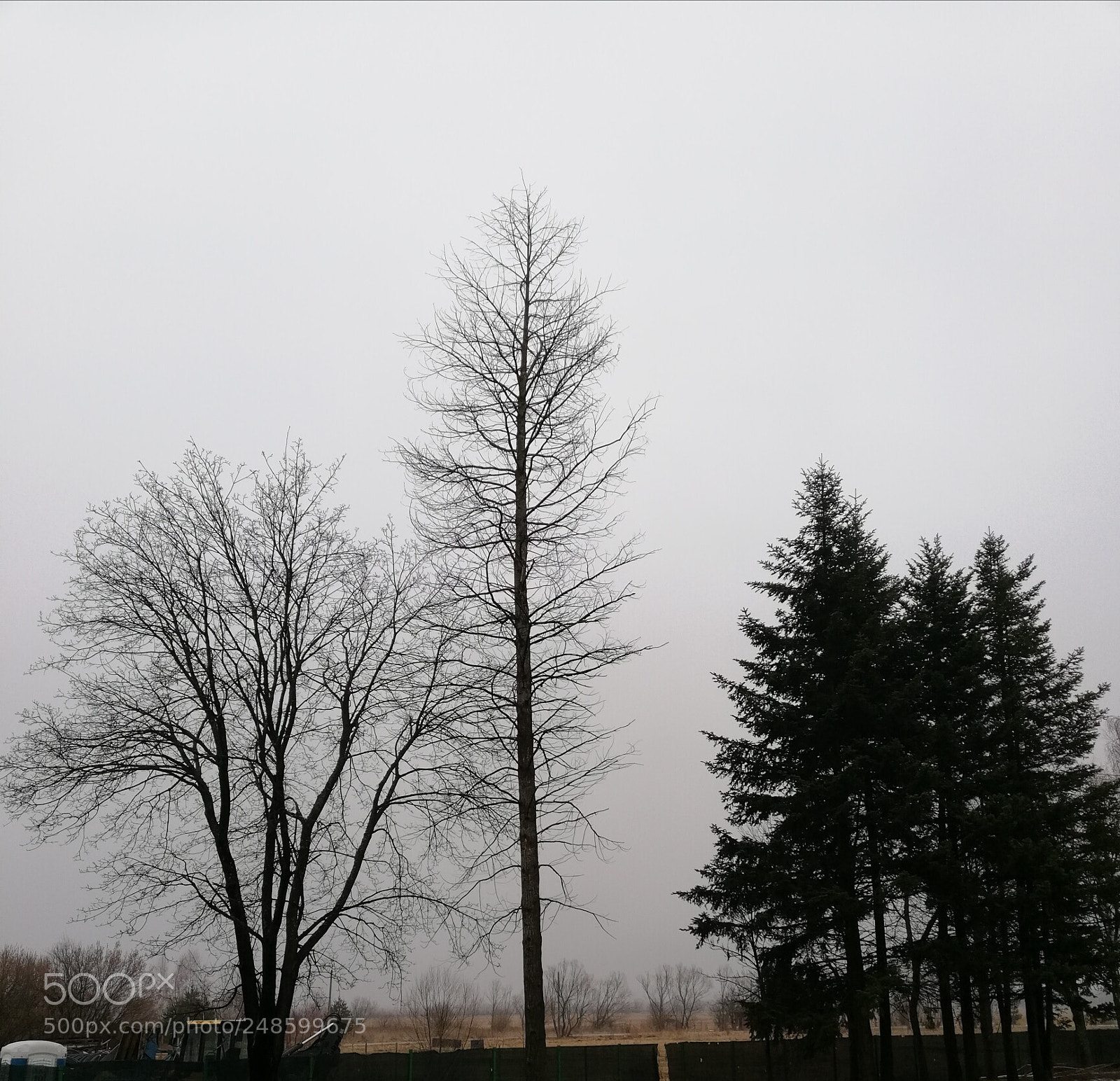 HUAWEI Mate 10 Lite sample photo. Trees in the mist 2 photography