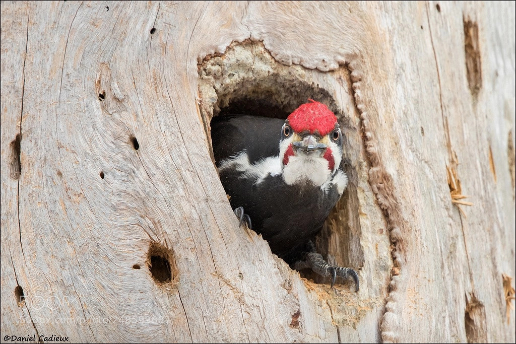 Canon EOS 7D Mark II sample photo. Male pileated woodpecker photography
