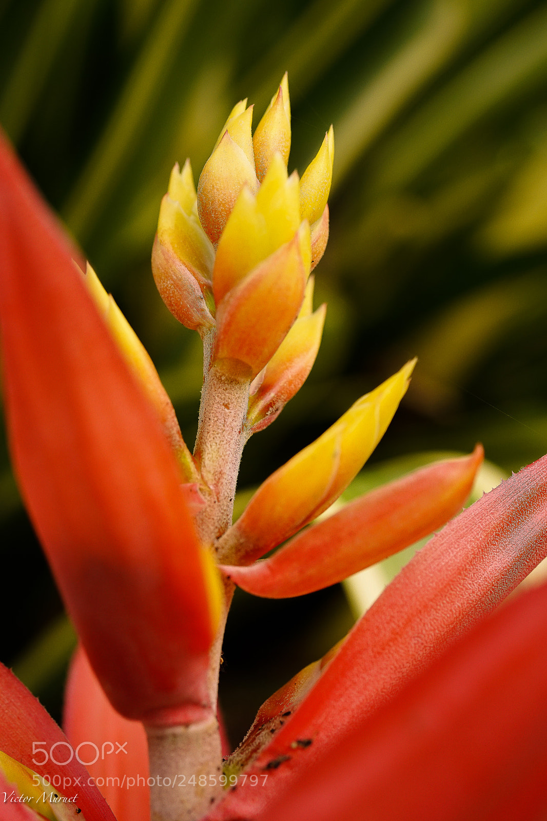 Sony a7 II sample photo. Naranja & amarillo photography