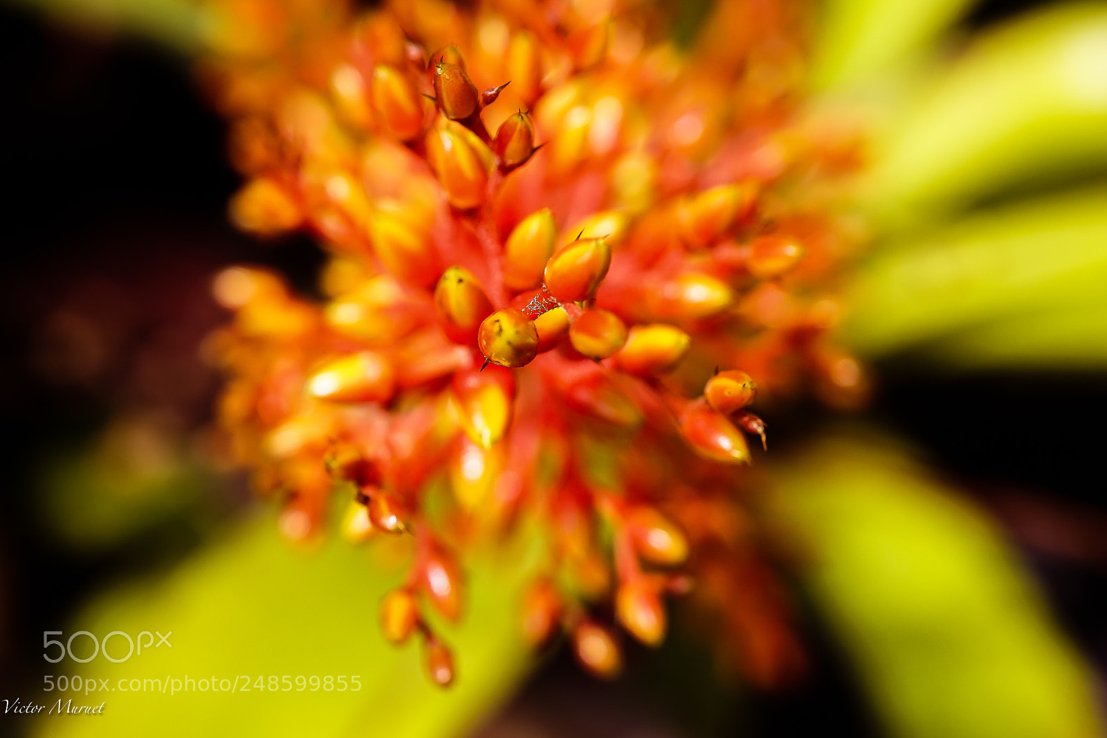 Sony a7 II sample photo. Blossom photography