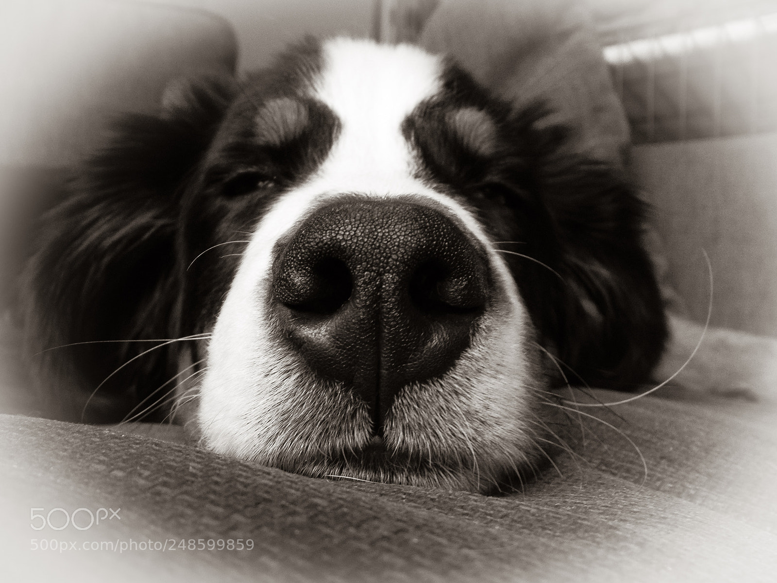 Apple iPhone 6s sample photo. Berner sennen sleeping! photography