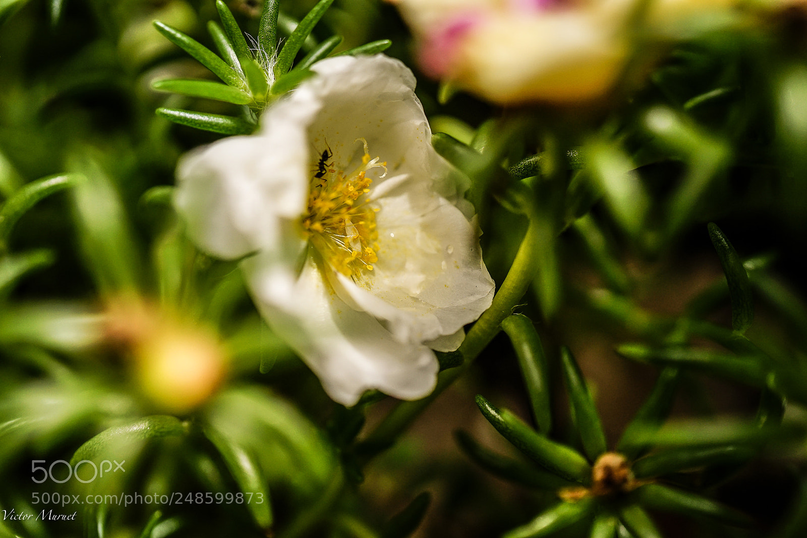 Sony a7 II sample photo. Macromicromundo photography
