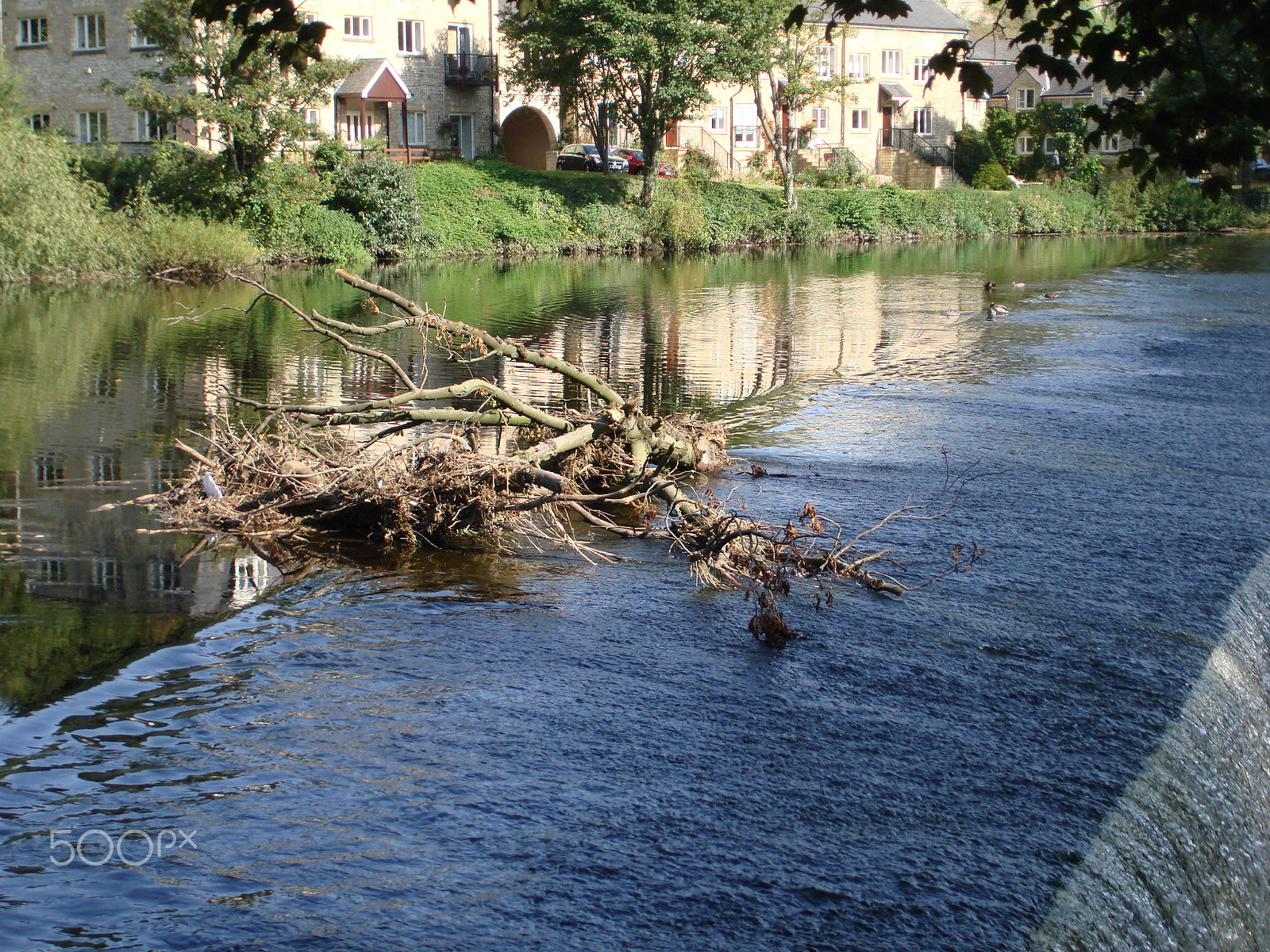 Sony DSC-W100 sample photo. Driftwood photography