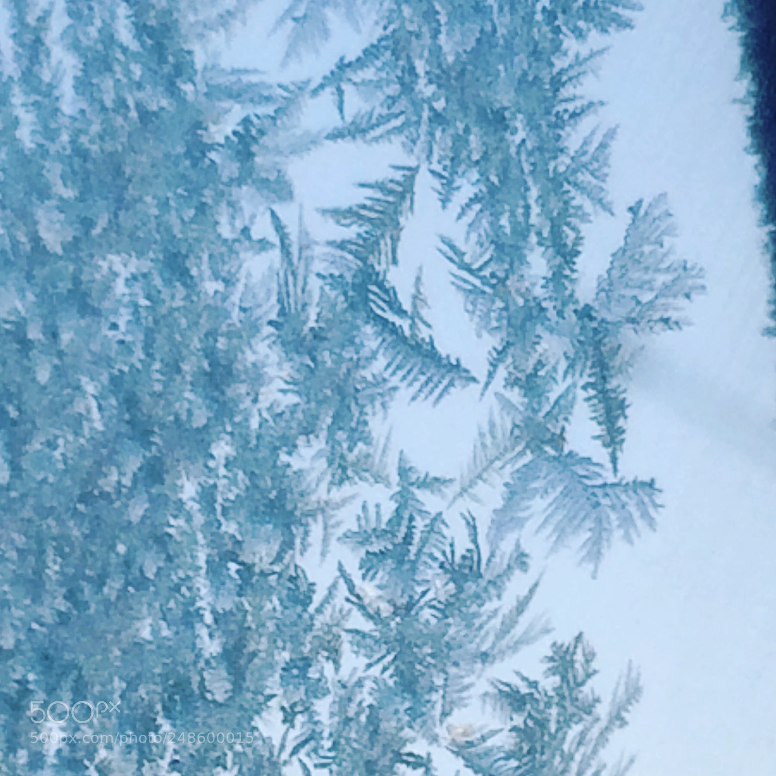 Apple iPhone 5s sample photo. Ice palms.... photography