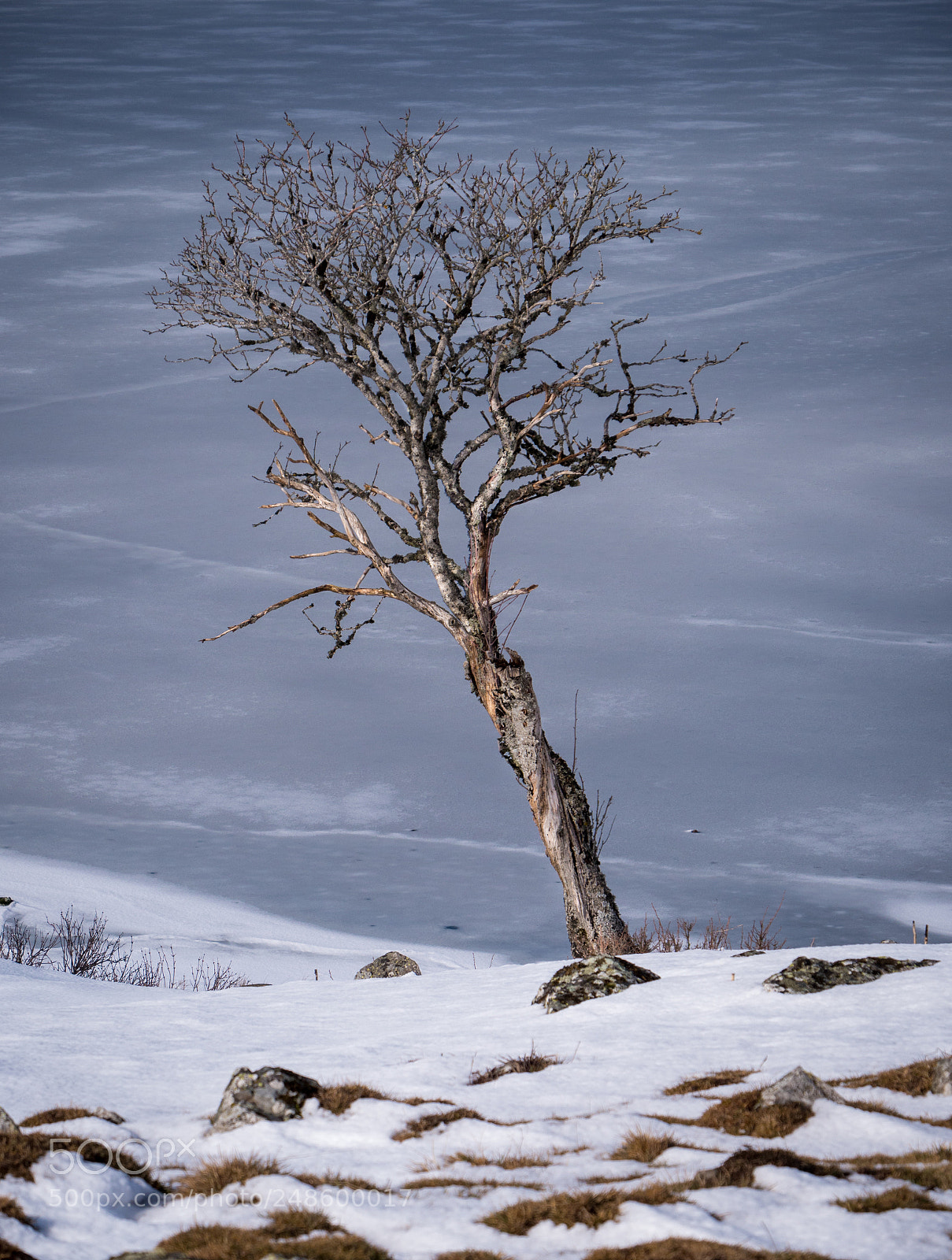 Panasonic Lumix DC-GH5 sample photo. Arbre nu photography