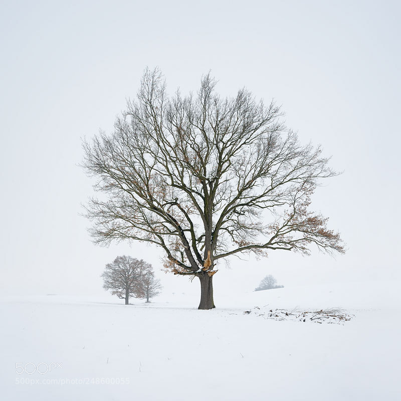 Nikon D800 sample photo. White winter solitude v photography