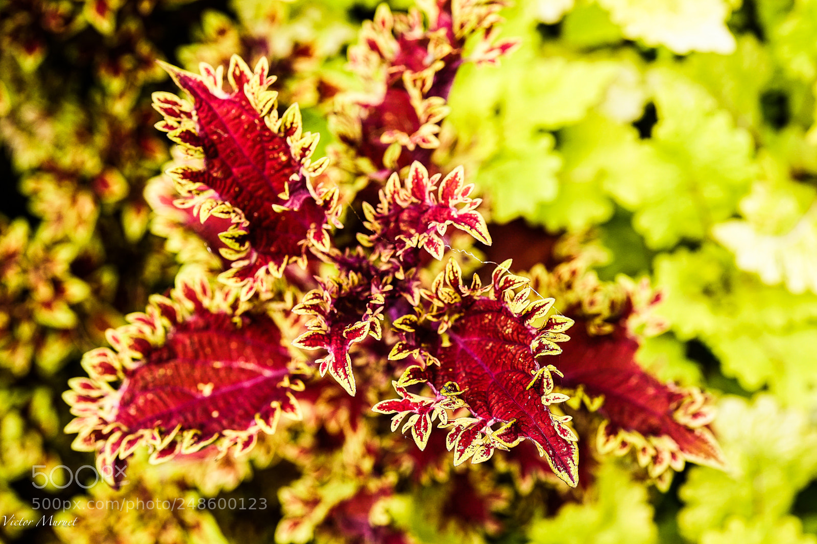Sony a7 II sample photo. Colores & contrastes photography