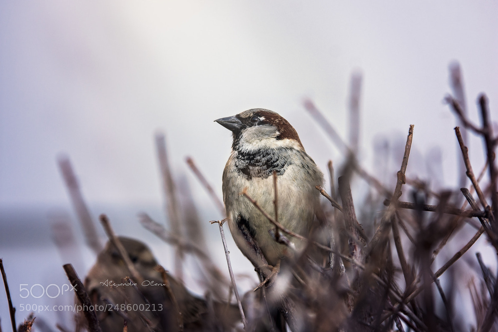 Nikon D7200 sample photo. Bird photography
