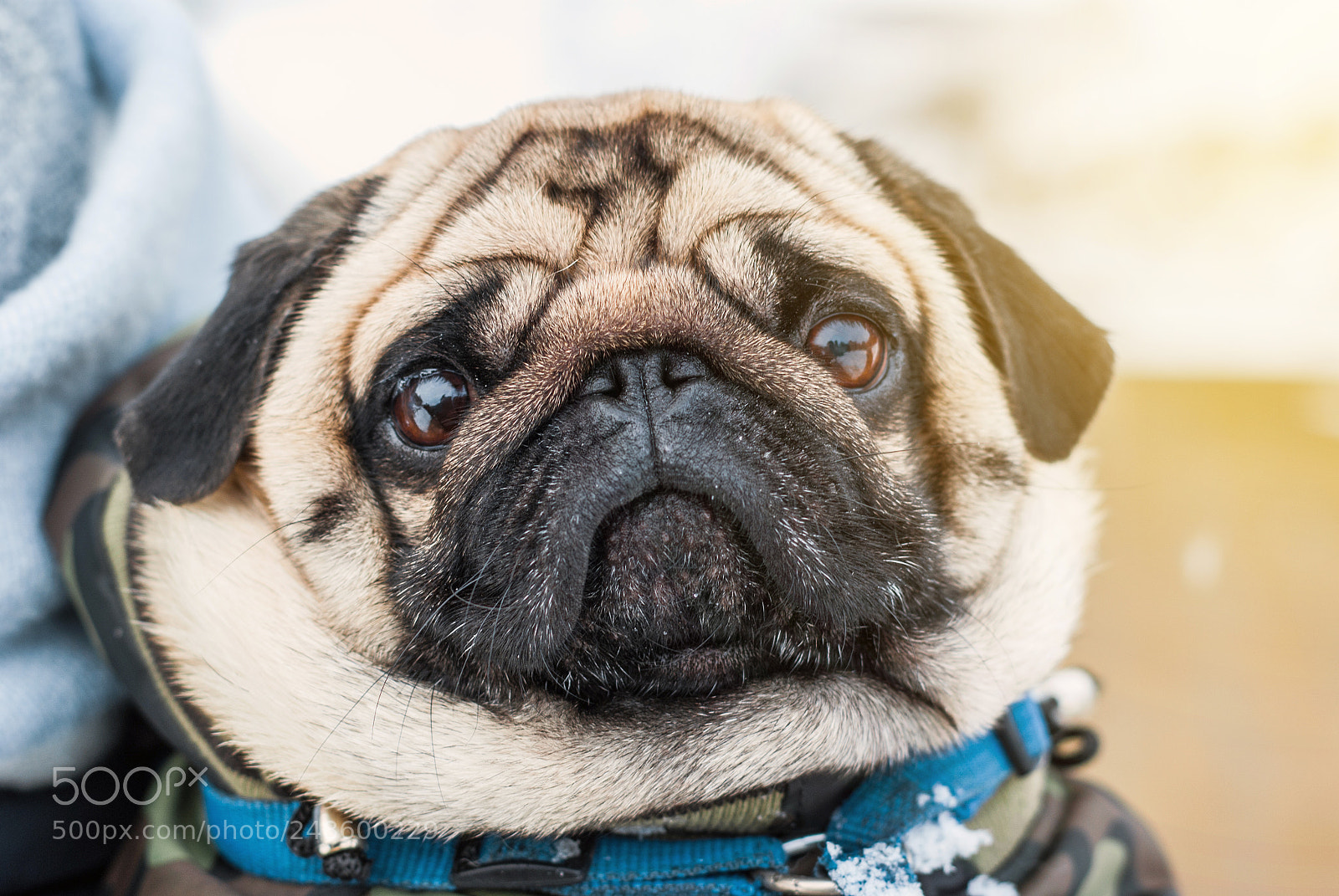 Pentax K200D sample photo. Dog breed pug. portrait photography