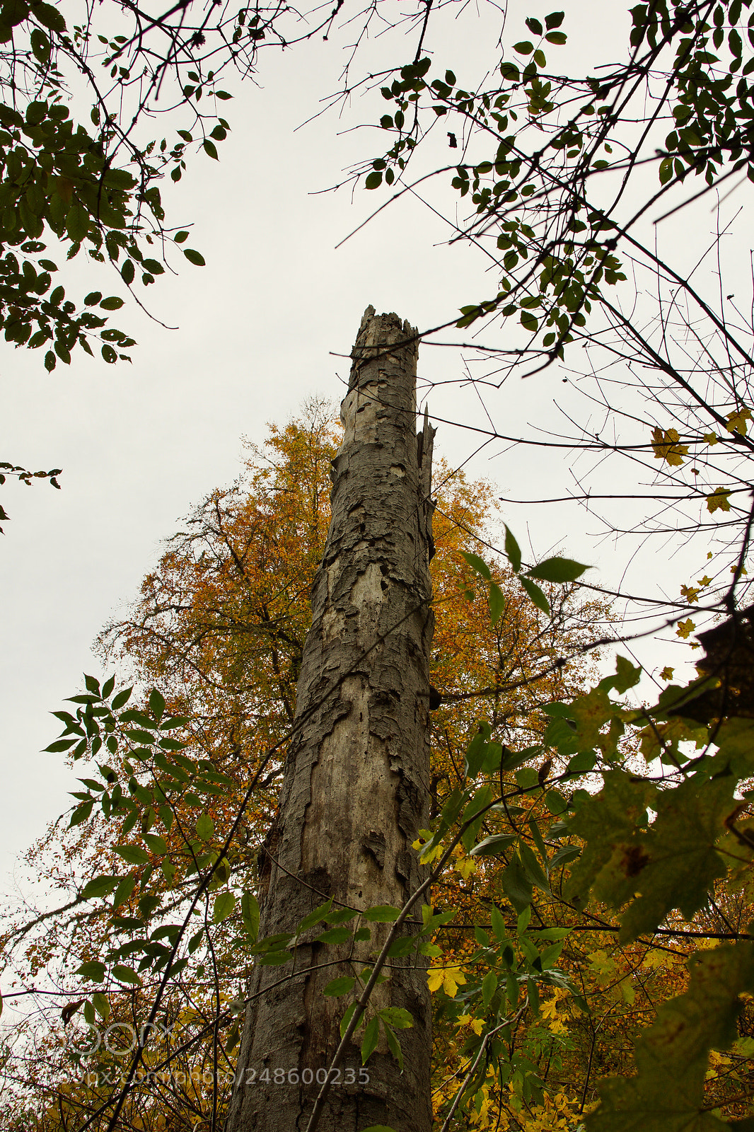 Sony Alpha NEX-7 sample photo. Yedigöller, bolu, turkey photography