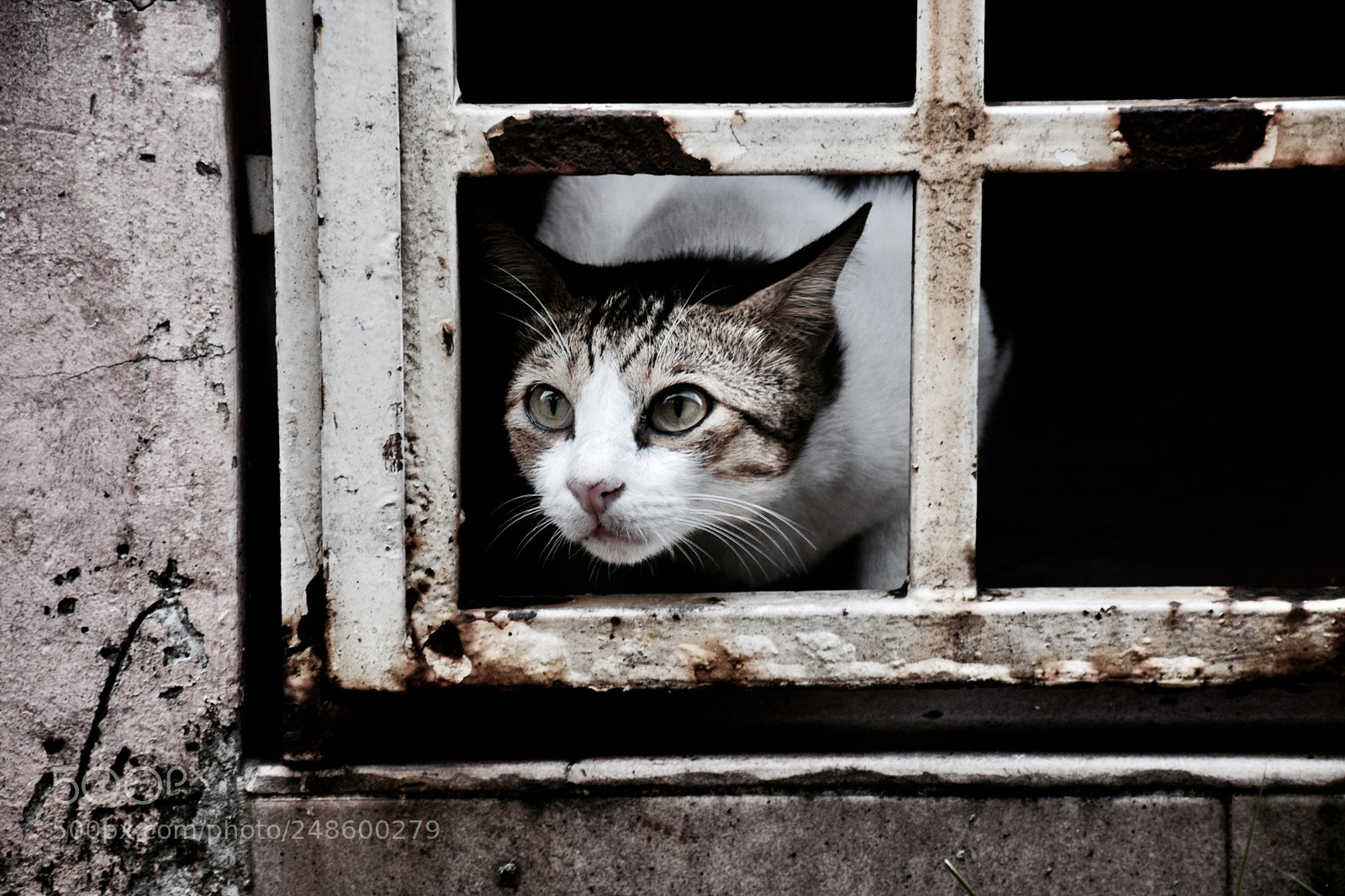 Nikon D5300 sample photo. Through the gate photography