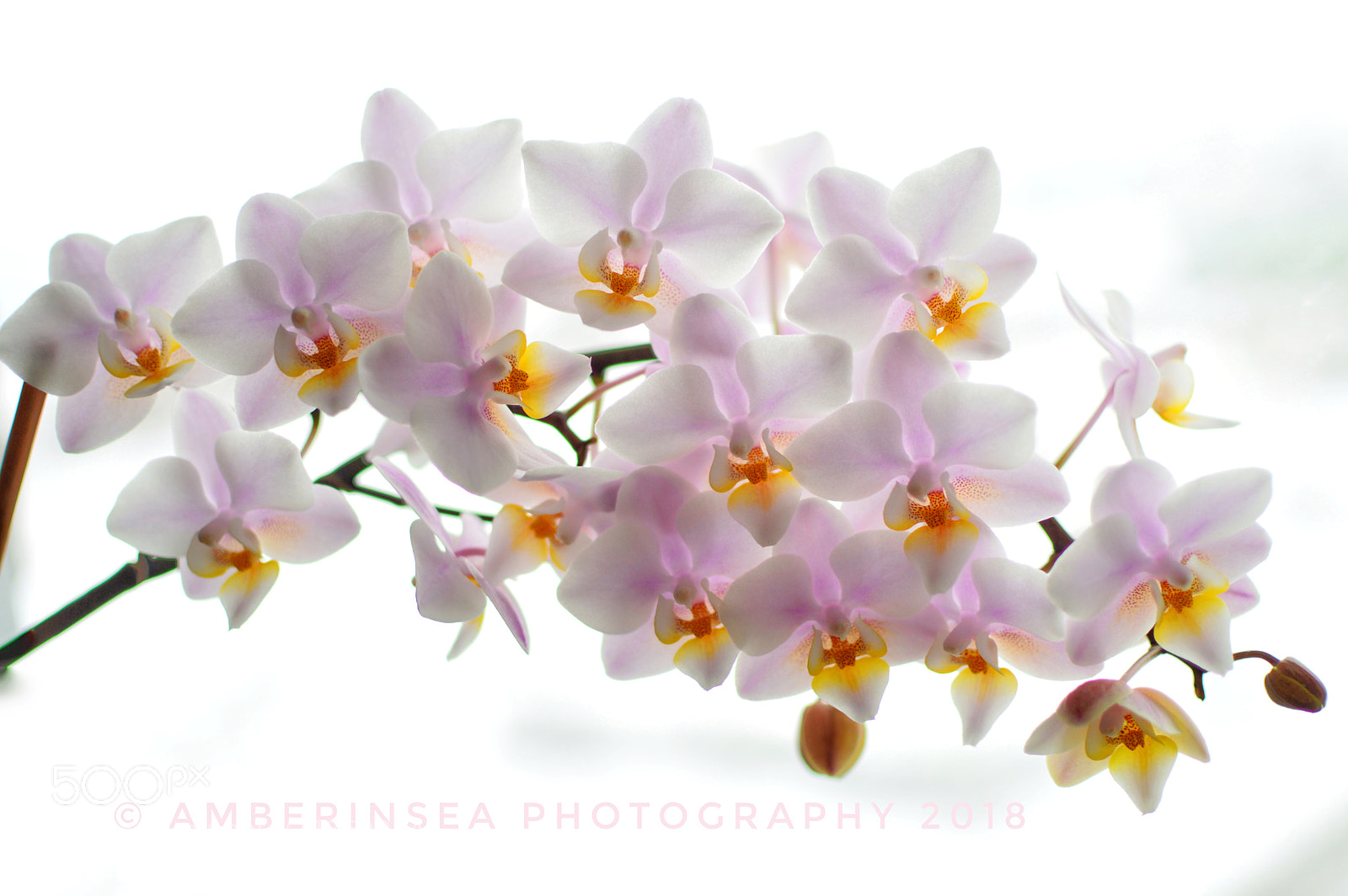 Nikon D3200 sample photo. Fragrant orchid photography