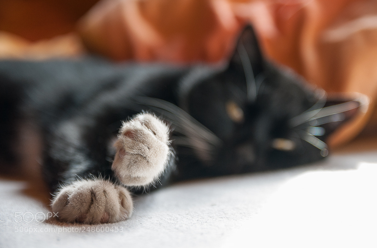 Nikon D200 sample photo. Cat photography