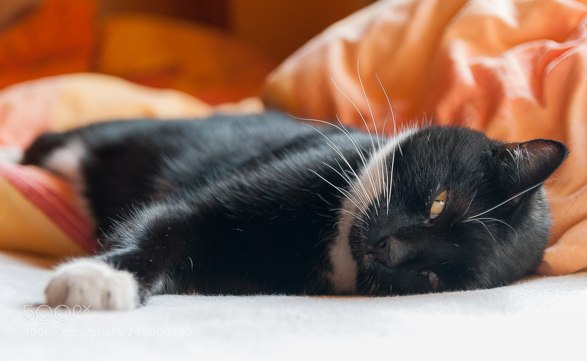 Nikon D200 sample photo. Cat photography