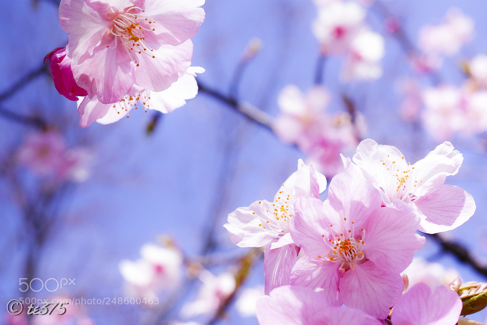 Sigma dp2 Quattro sample photo. Kawazu-zakura #5 photography