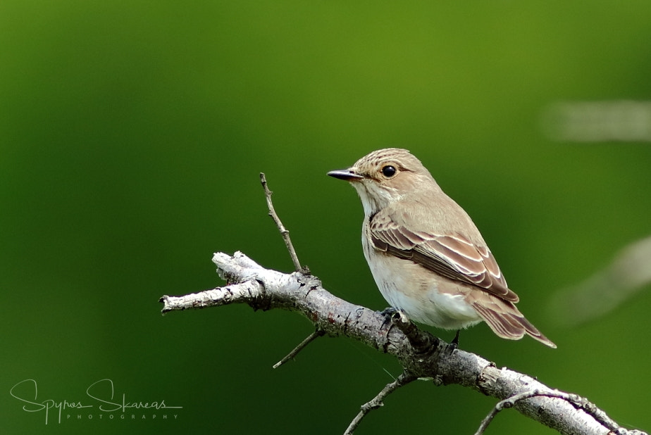 Canon EF 300mm F4L IS USM sample photo. Spotted flycatcher photography