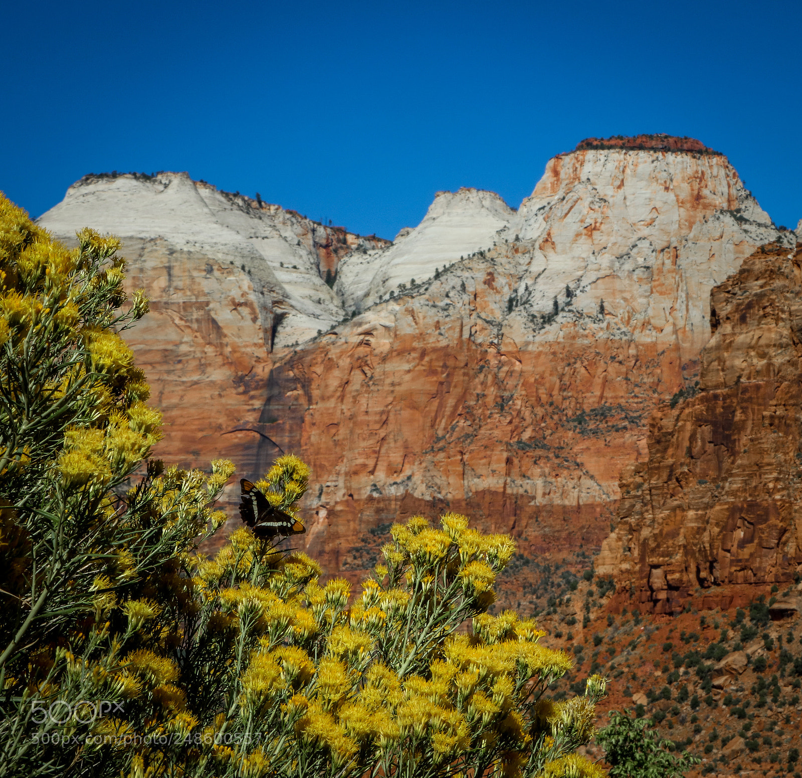 Canon EOS 5DS sample photo. Butterfly on the mountain photography