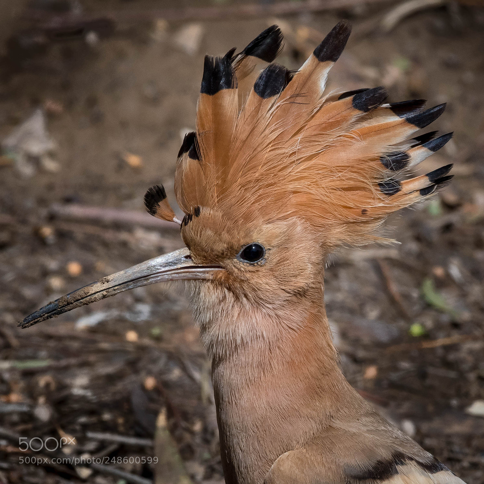 Nikon D500 sample photo. Nice hair cut... photography