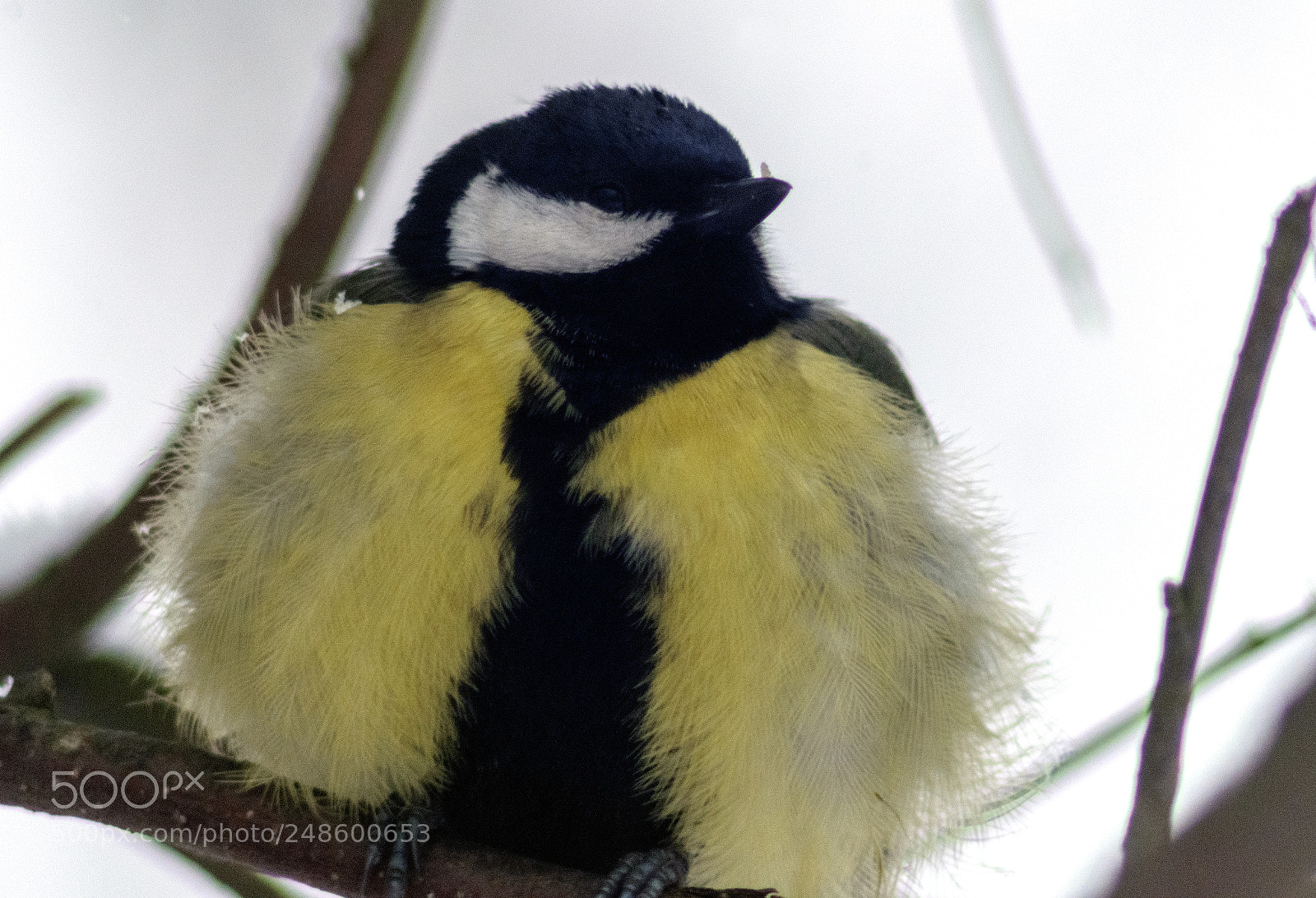 Nikon D5300 sample photo. Titmouse photography