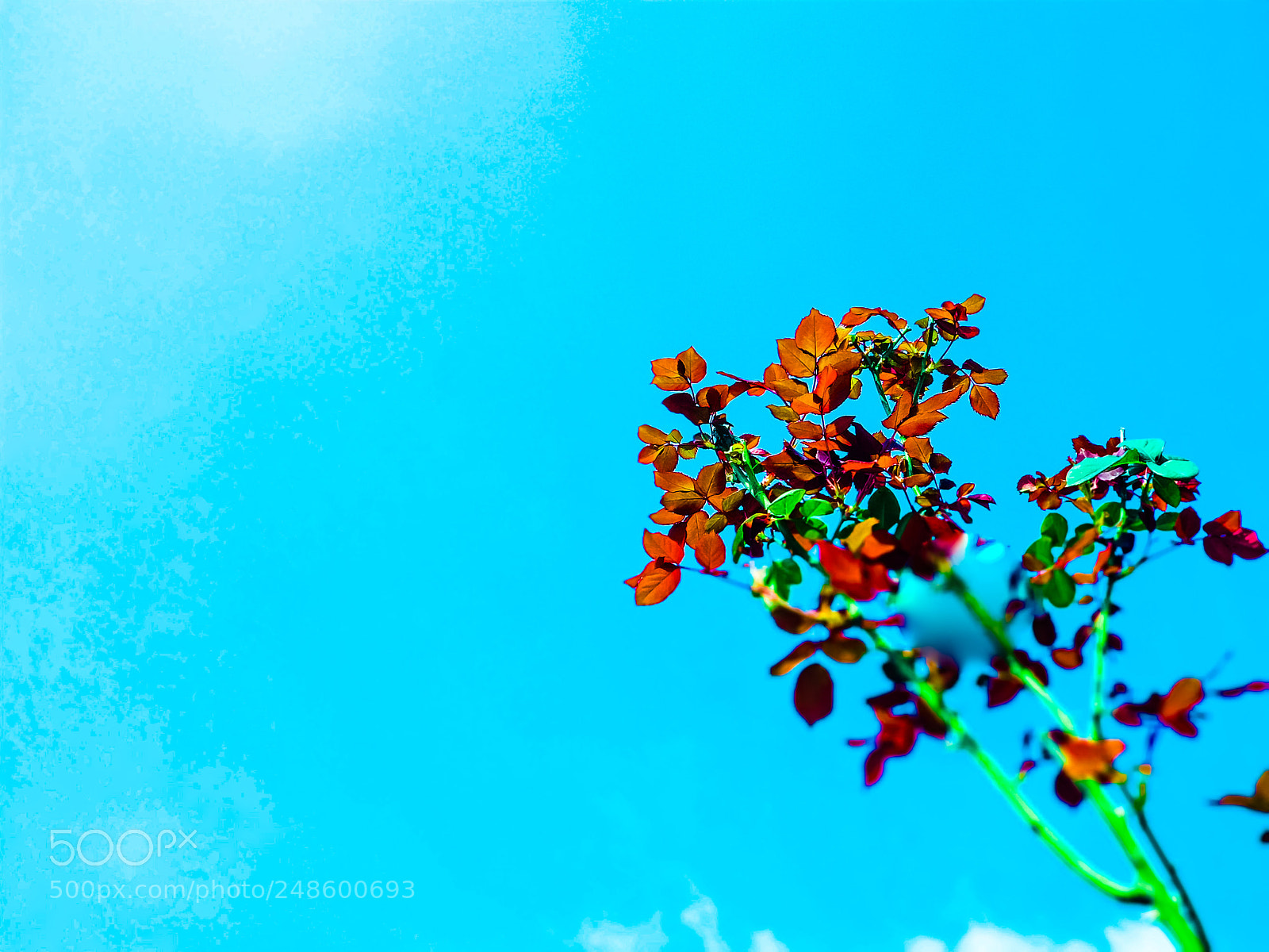 Xiaomi MI6 sample photo. Untitled photography