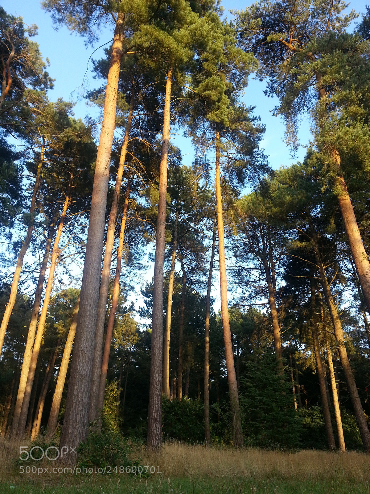 Samsung Galaxy S3 sample photo. Tall trees photography