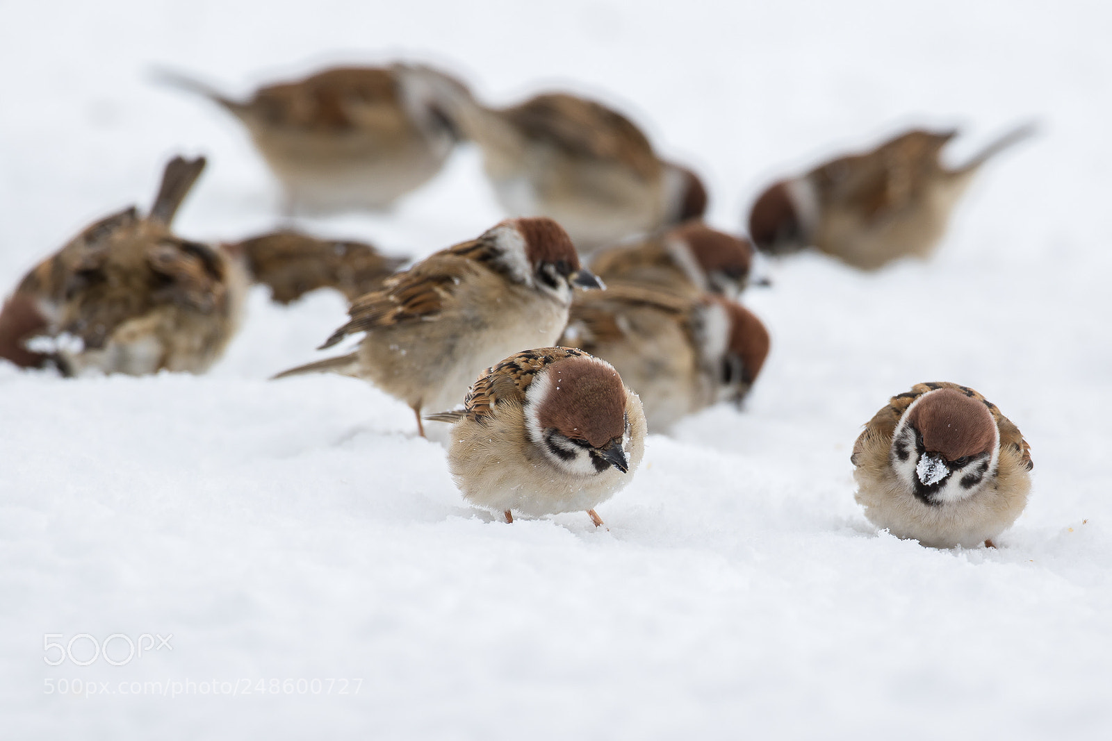 Canon EOS 7D Mark II sample photo. Snow playing! (tree sparrow) photography