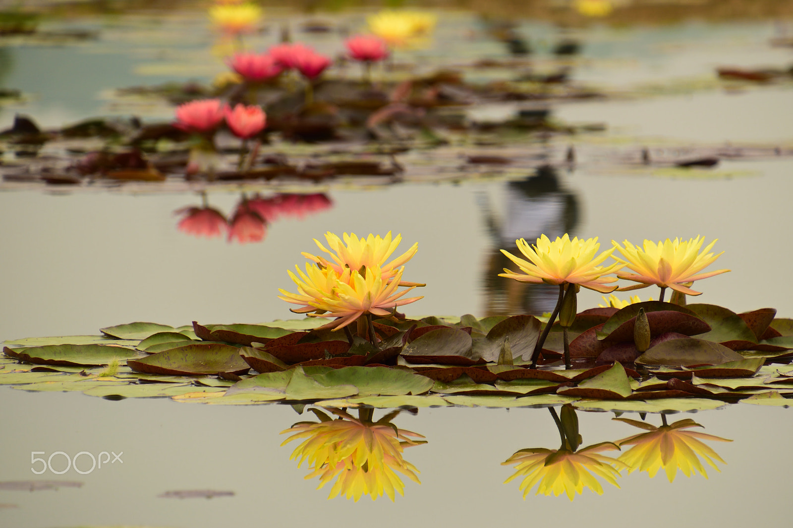 Nikon D5500 sample photo. Lotus flower reflection photography