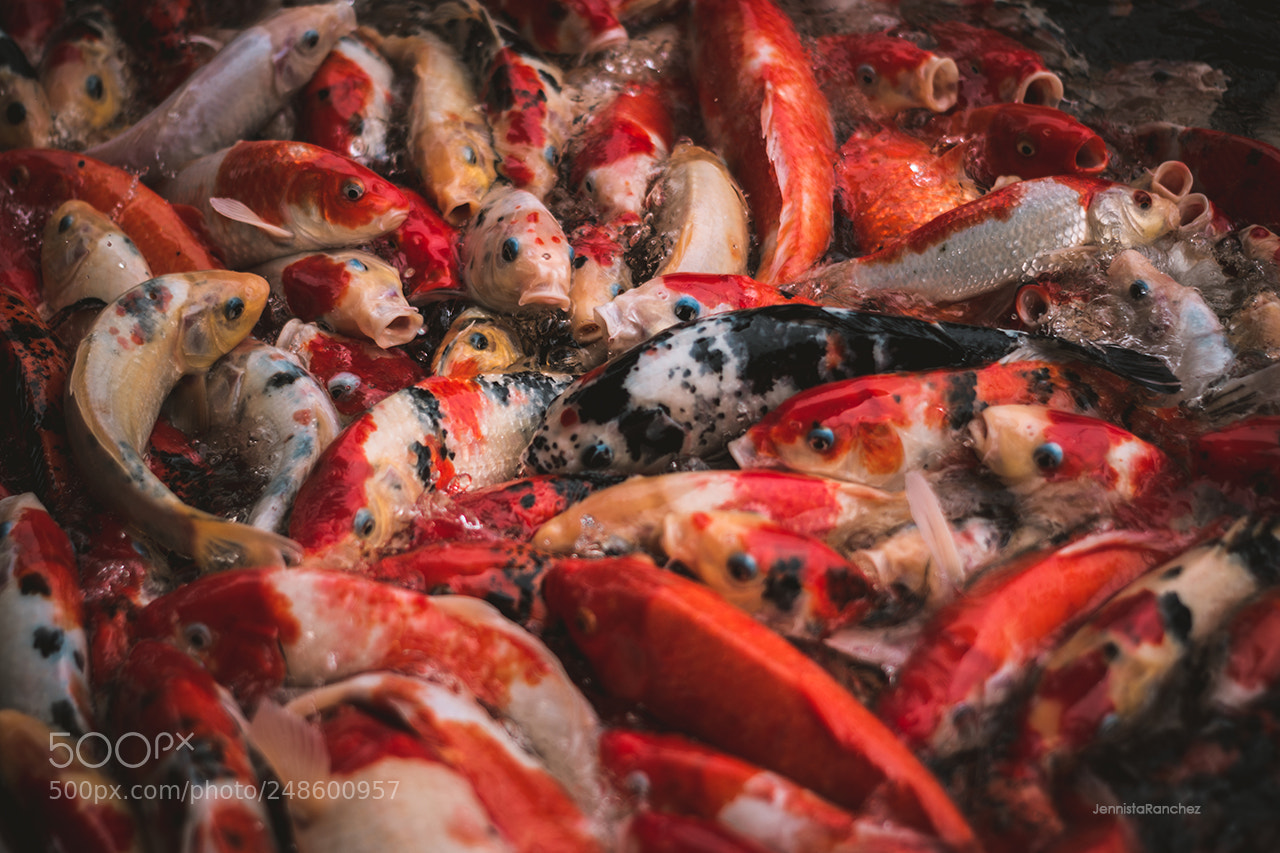 Nikon D5200 sample photo. Koi photography