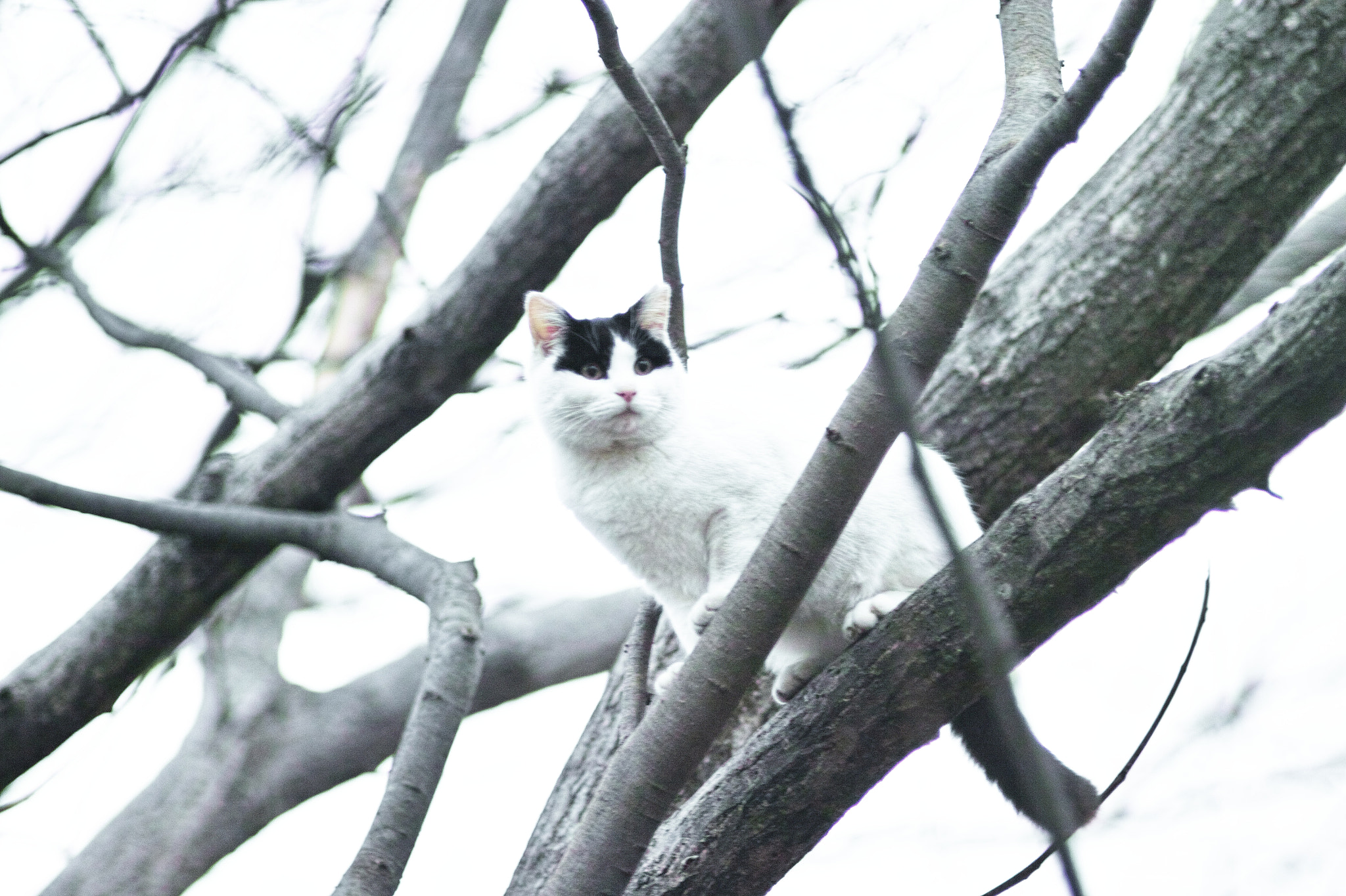 Sigma SD1 Merrill + Sigma 85mm F1.4 EX DG HSM sample photo. Cat every day photography