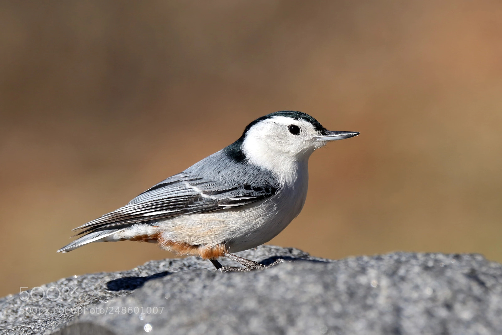 Canon EOS 7D Mark II sample photo. White-breasted nuthatch photography