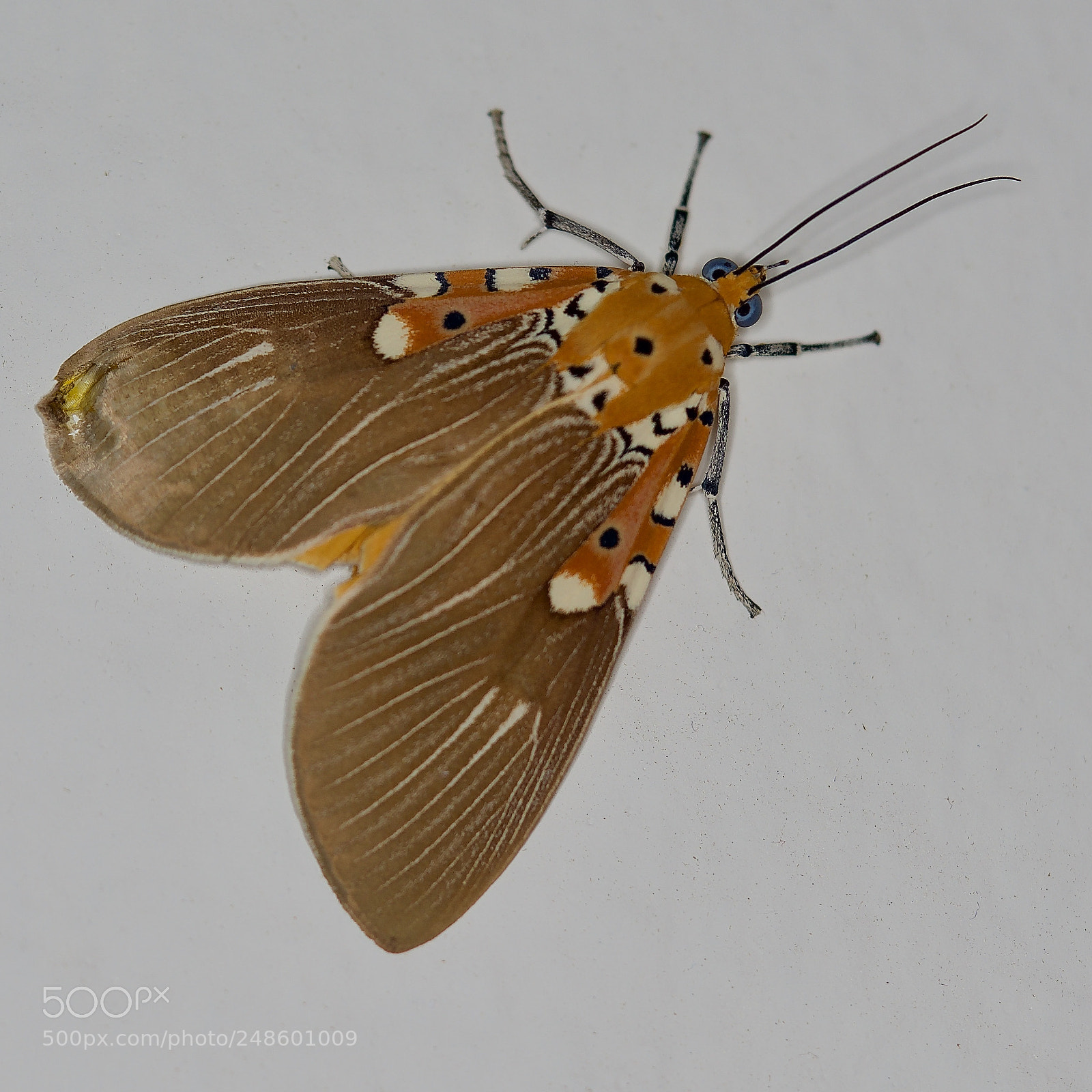 Sony a7R II sample photo. Moth photography