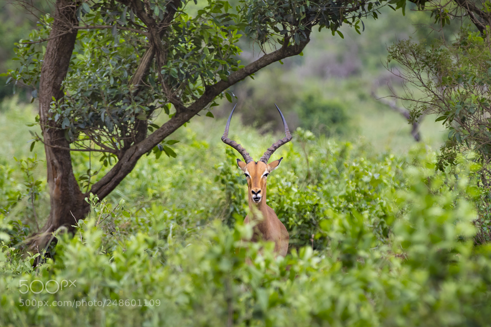 Canon EOS 7D Mark II sample photo. Impala antelope (aepyceros melampus) photography