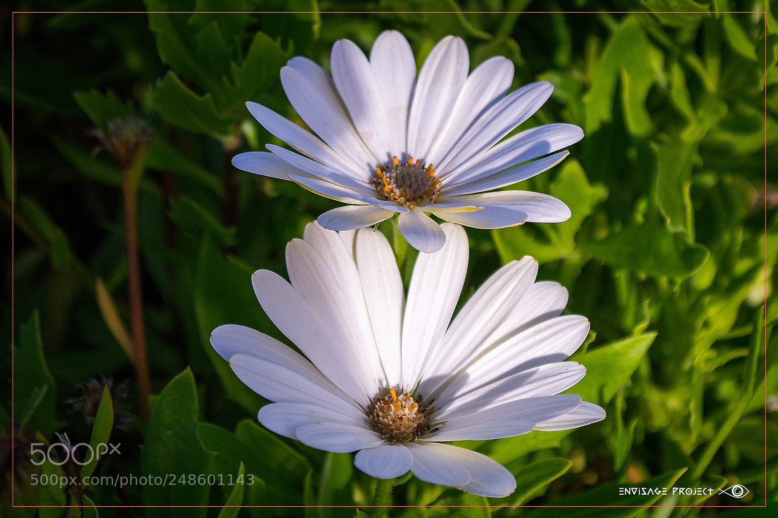 Nikon D3100 sample photo. Daisies in the shade photography