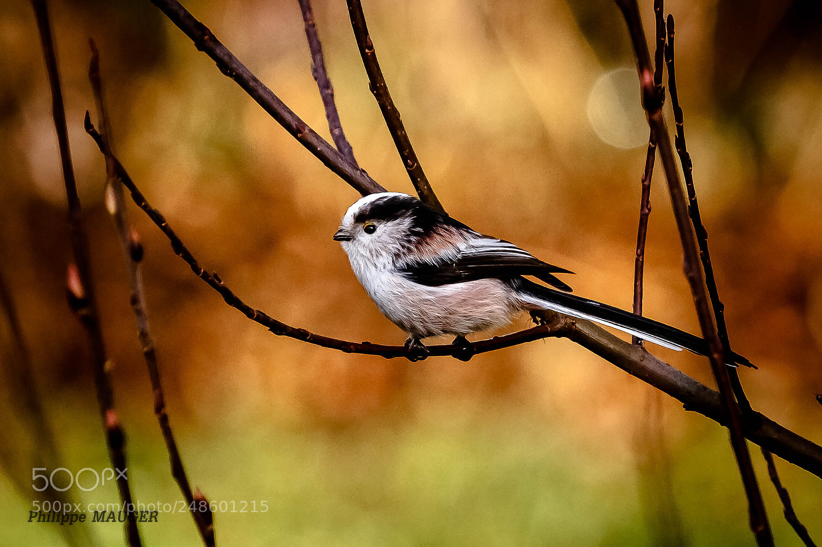 Canon EOS 7D sample photo. Mésange longue queue photography