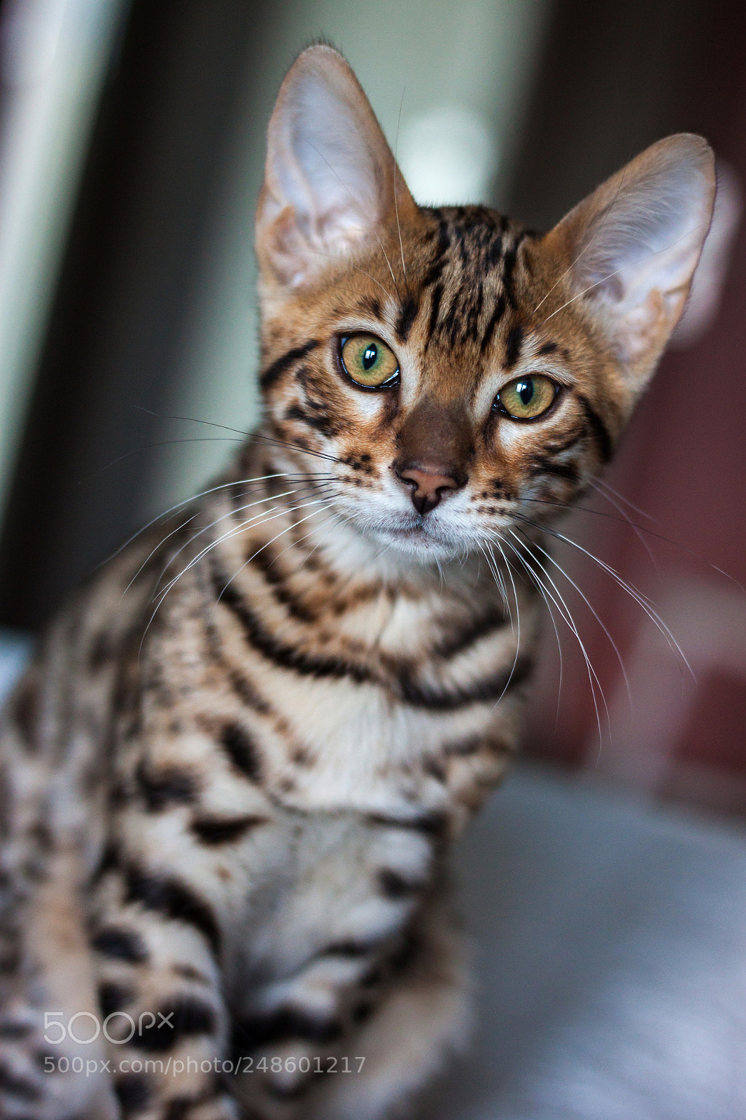 Canon EOS 500D (EOS Rebel T1i / EOS Kiss X3) sample photo. Bengal kitten photography