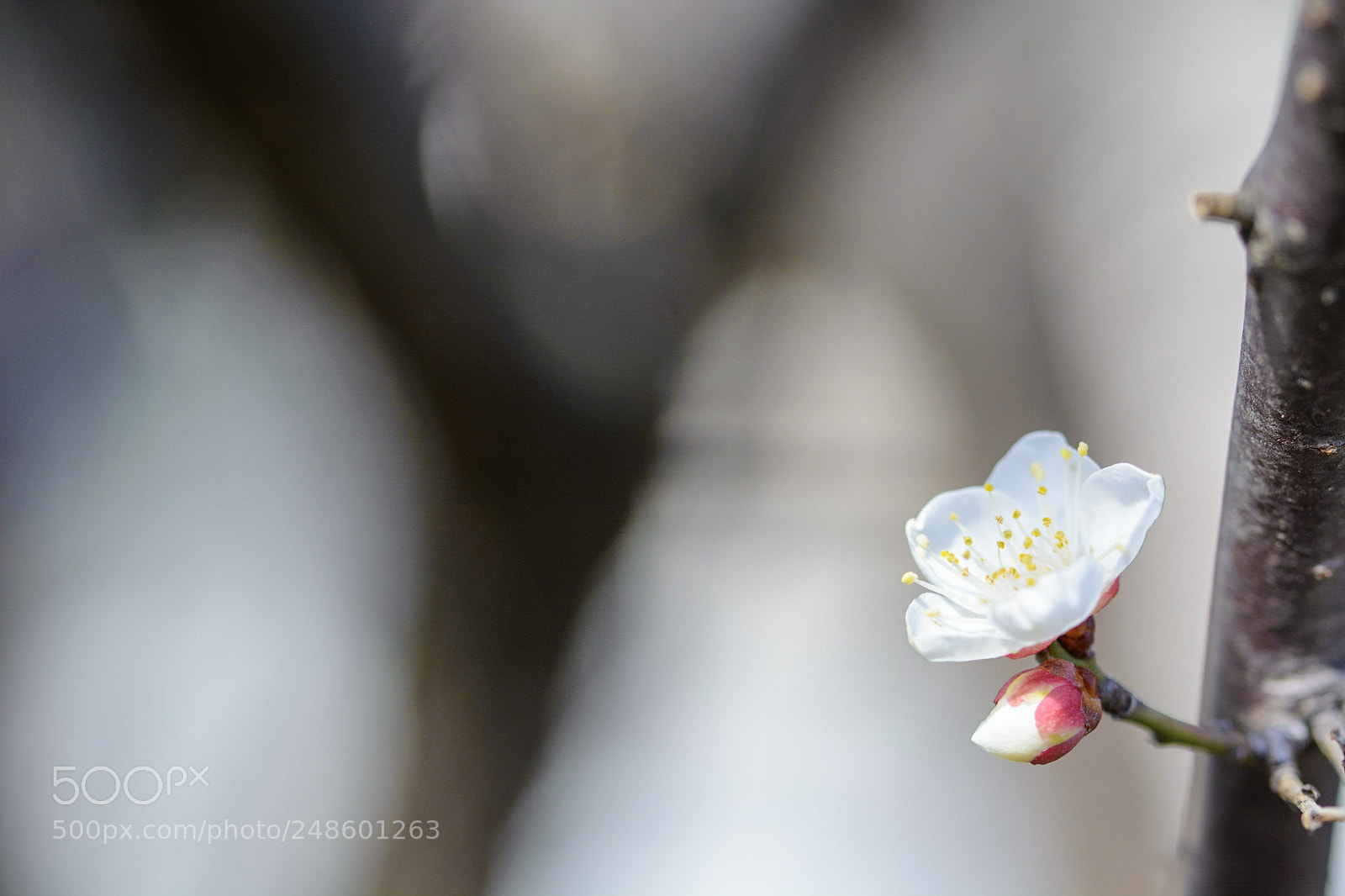 Nikon D7100 sample photo. Ume photography