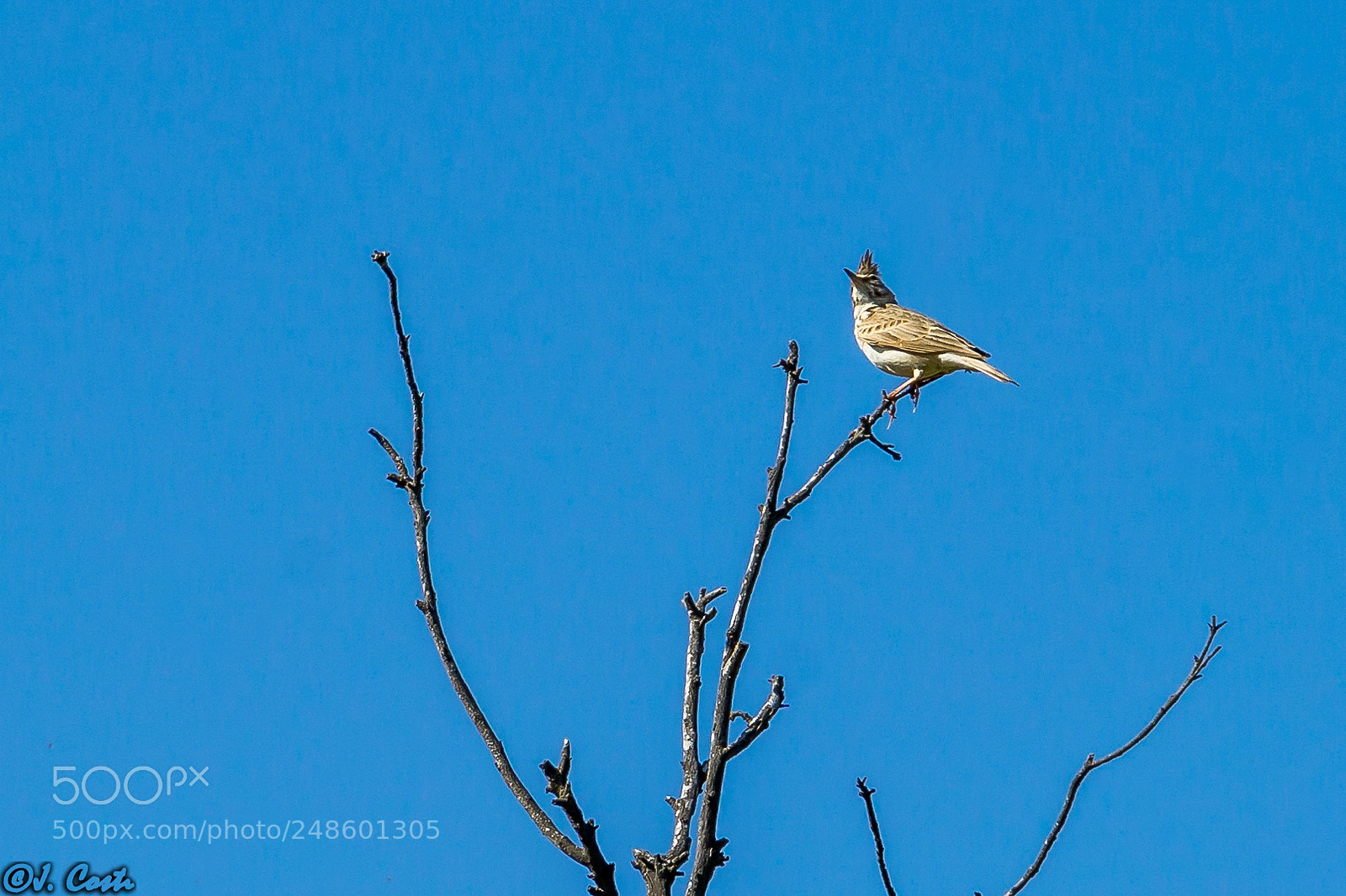 Sony a6000 sample photo. Crested lark photography