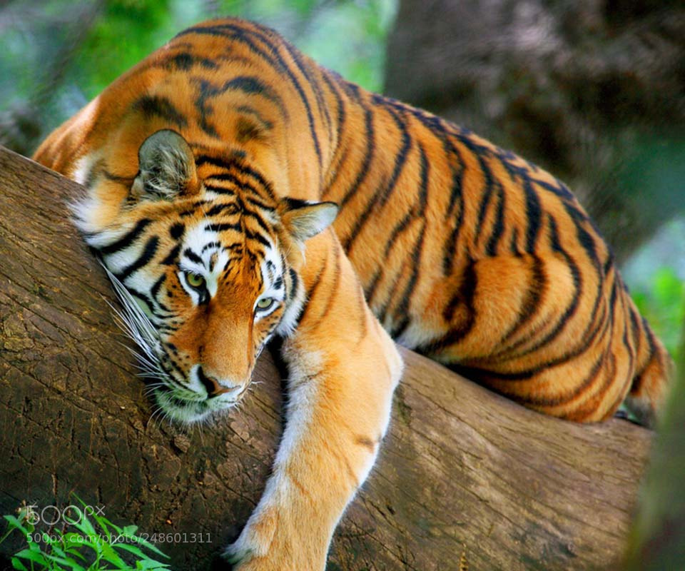 Canon EOS 5D sample photo. Tiger on tree photography