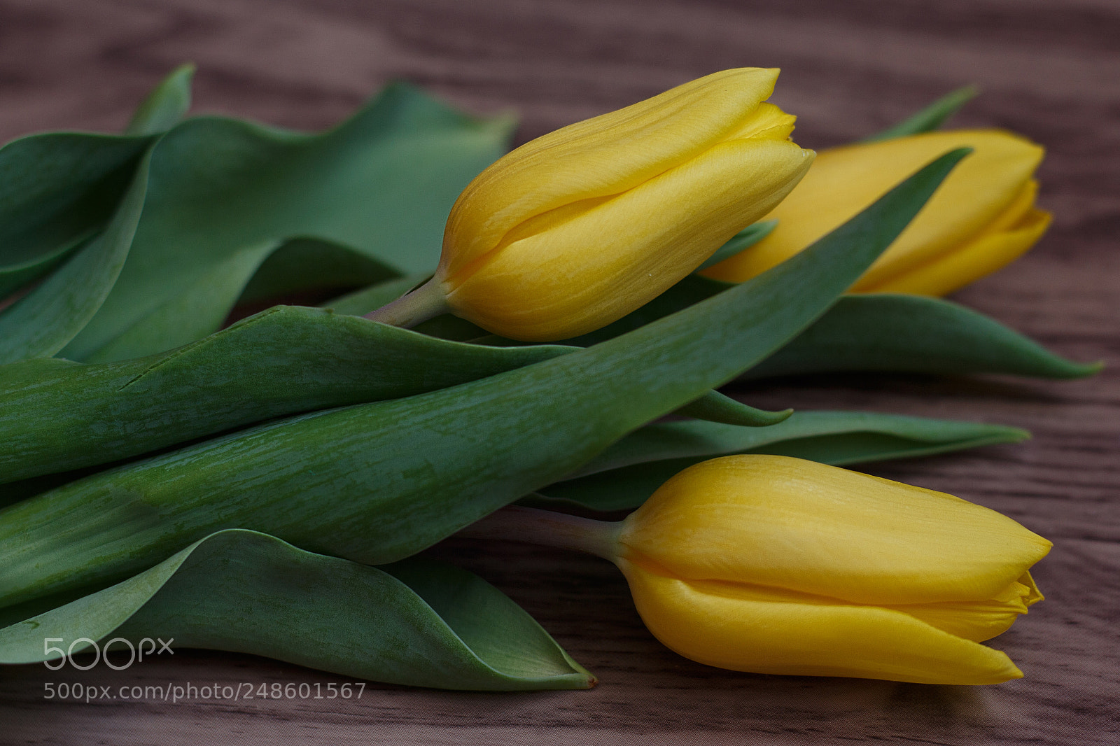 Canon EOS 700D (EOS Rebel T5i / EOS Kiss X7i) sample photo. Tulips photography