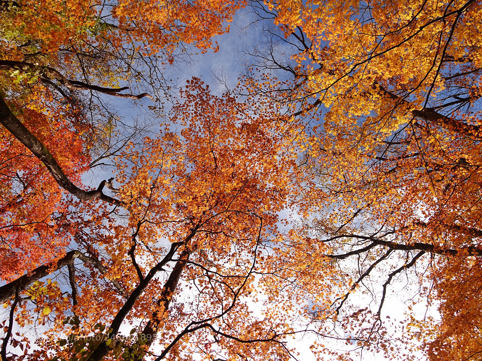 Sony Cyber-shot DSC-RX100 IV sample photo. Autumn memory photography
