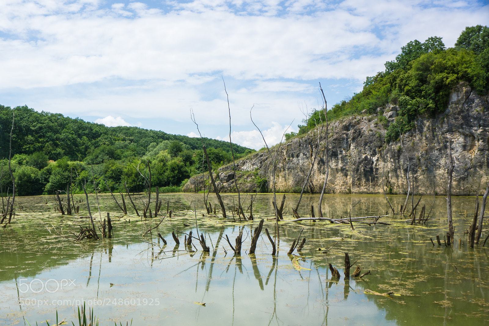 Sony a6000 sample photo. Swampy swamp photography