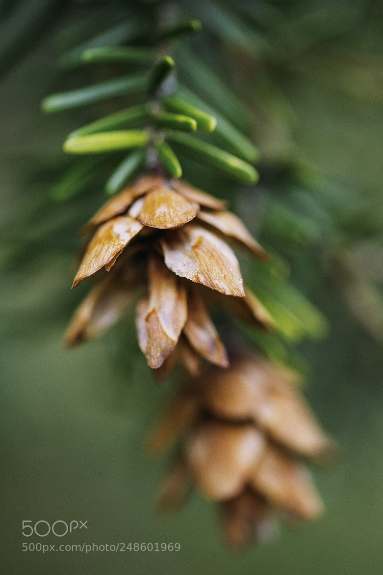 Nikon D600 sample photo. 180308 photography