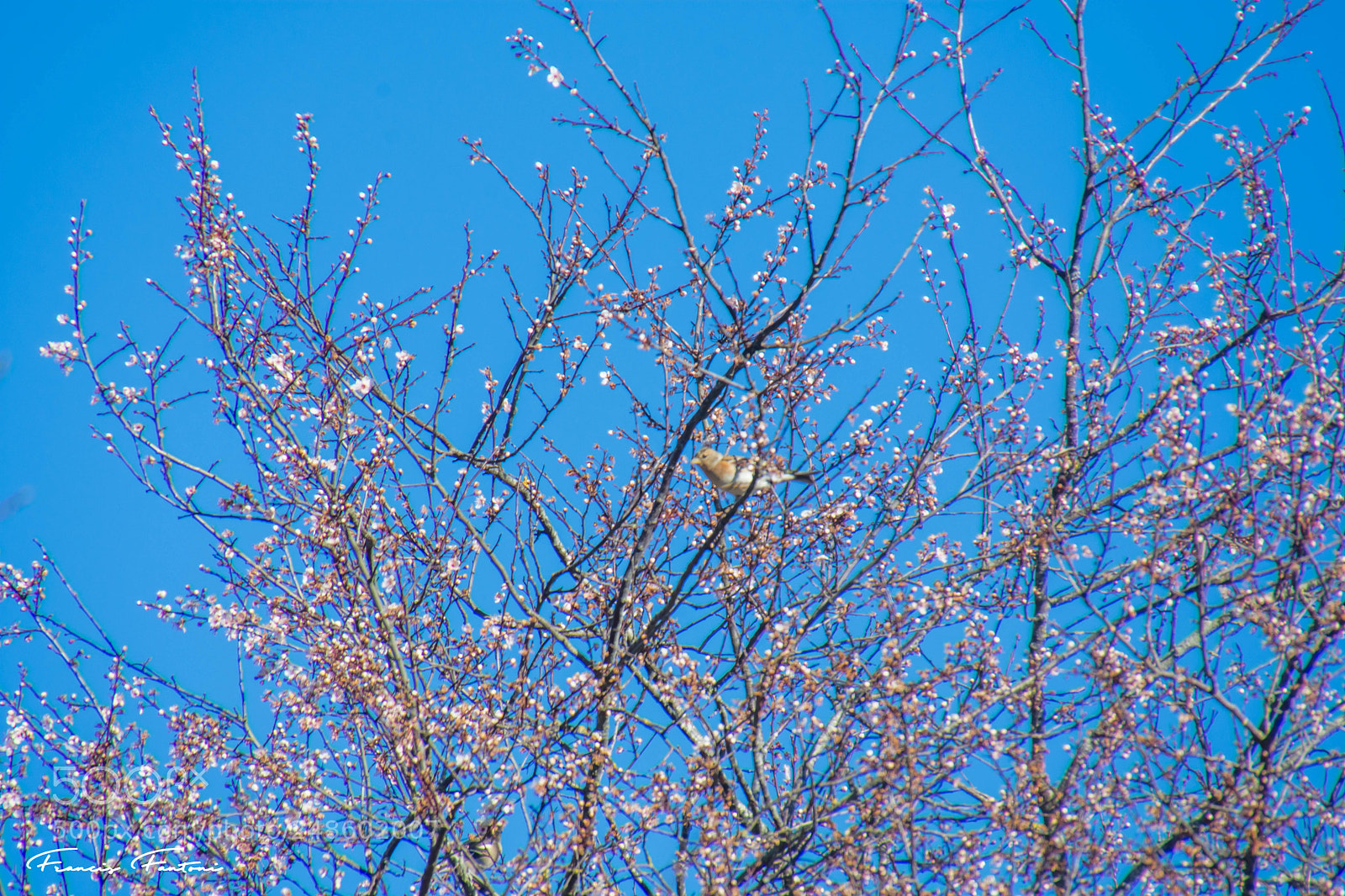 Nikon D7200 sample photo. Printemps photography